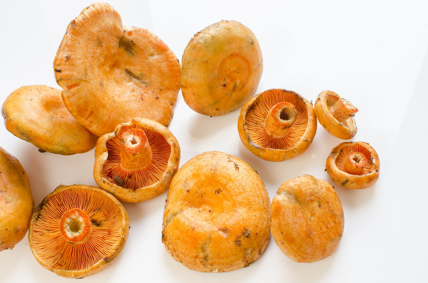 Cómo limpiar los níscalos