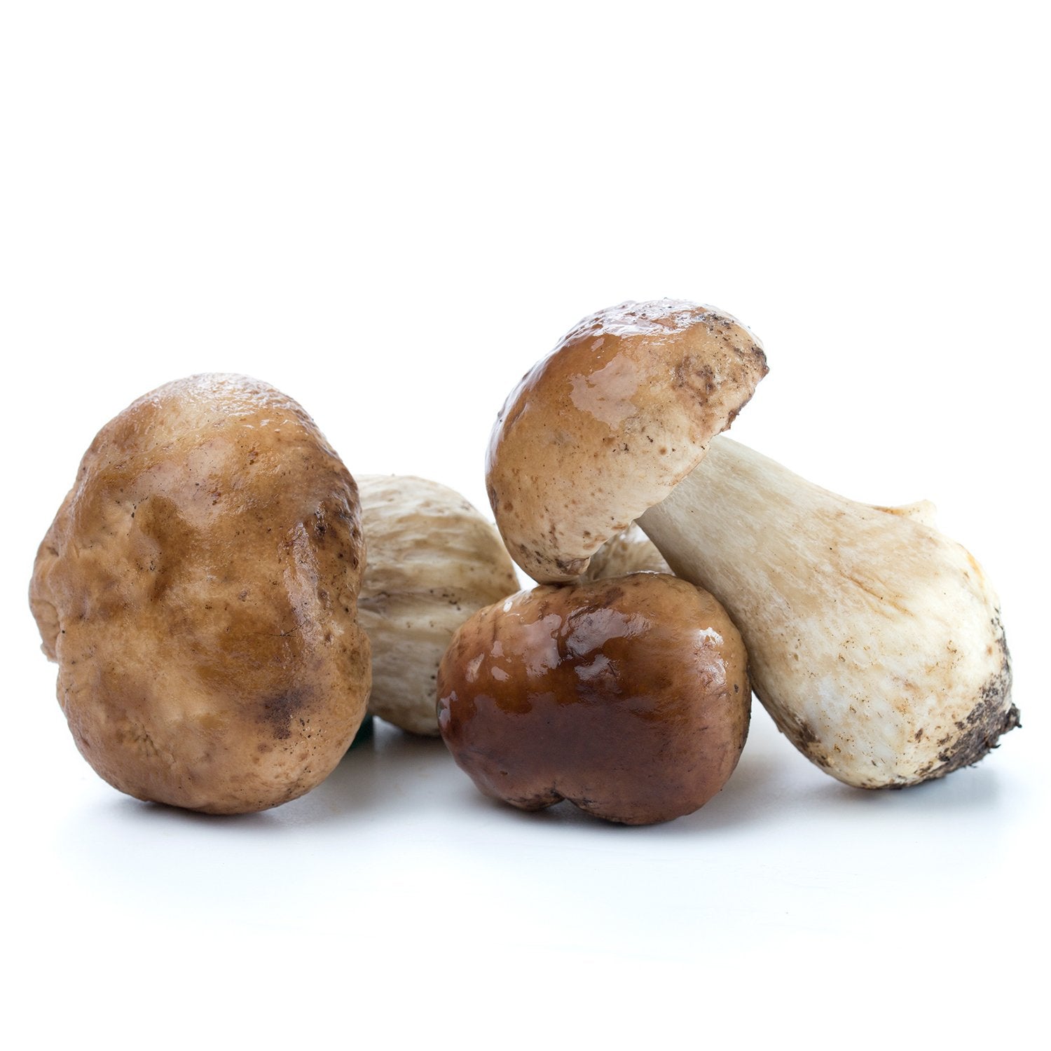 Boletus edulis - Hongos -Cep Frescos