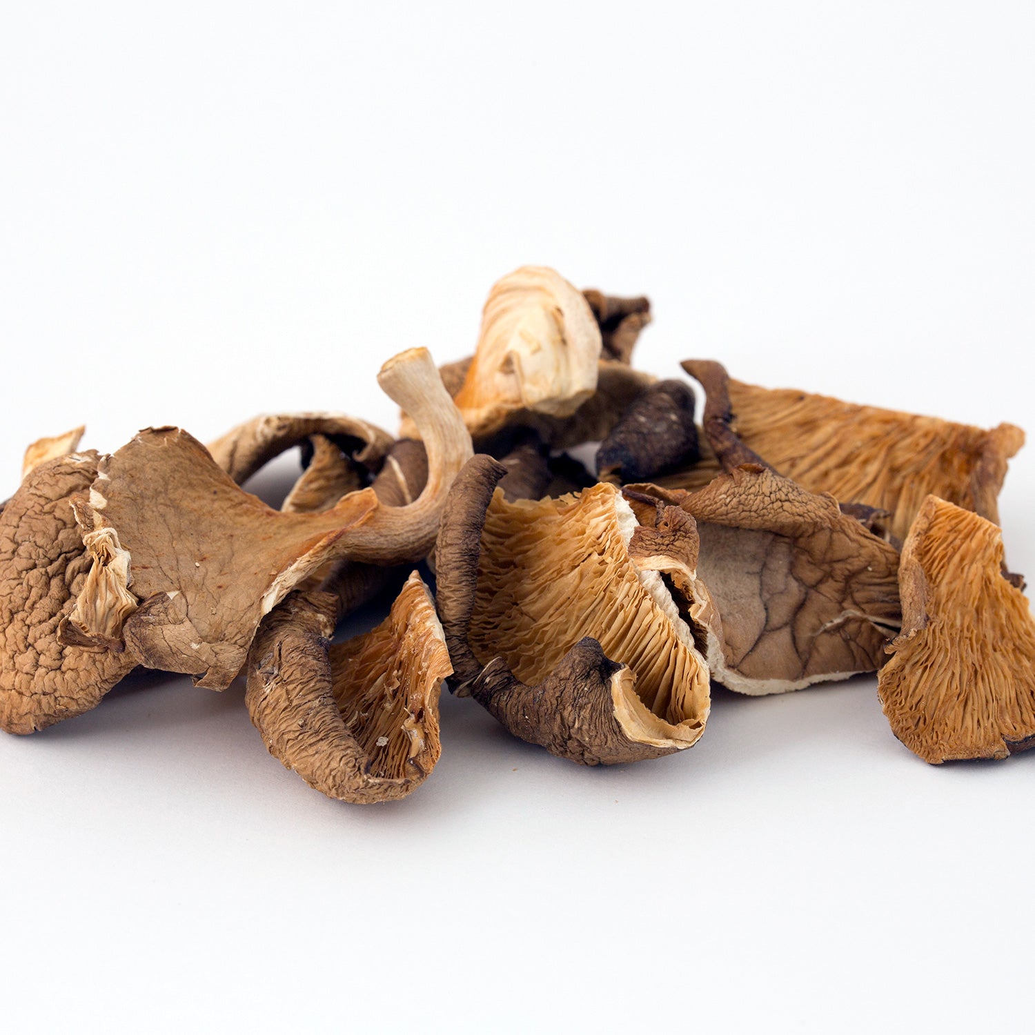 Seta de Ostra Deshidratada