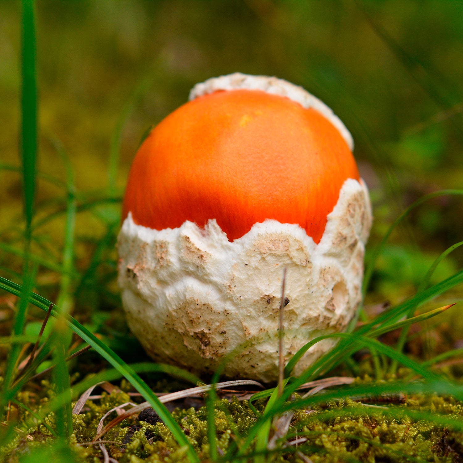 Ou de Reig - Amanita Caesarea