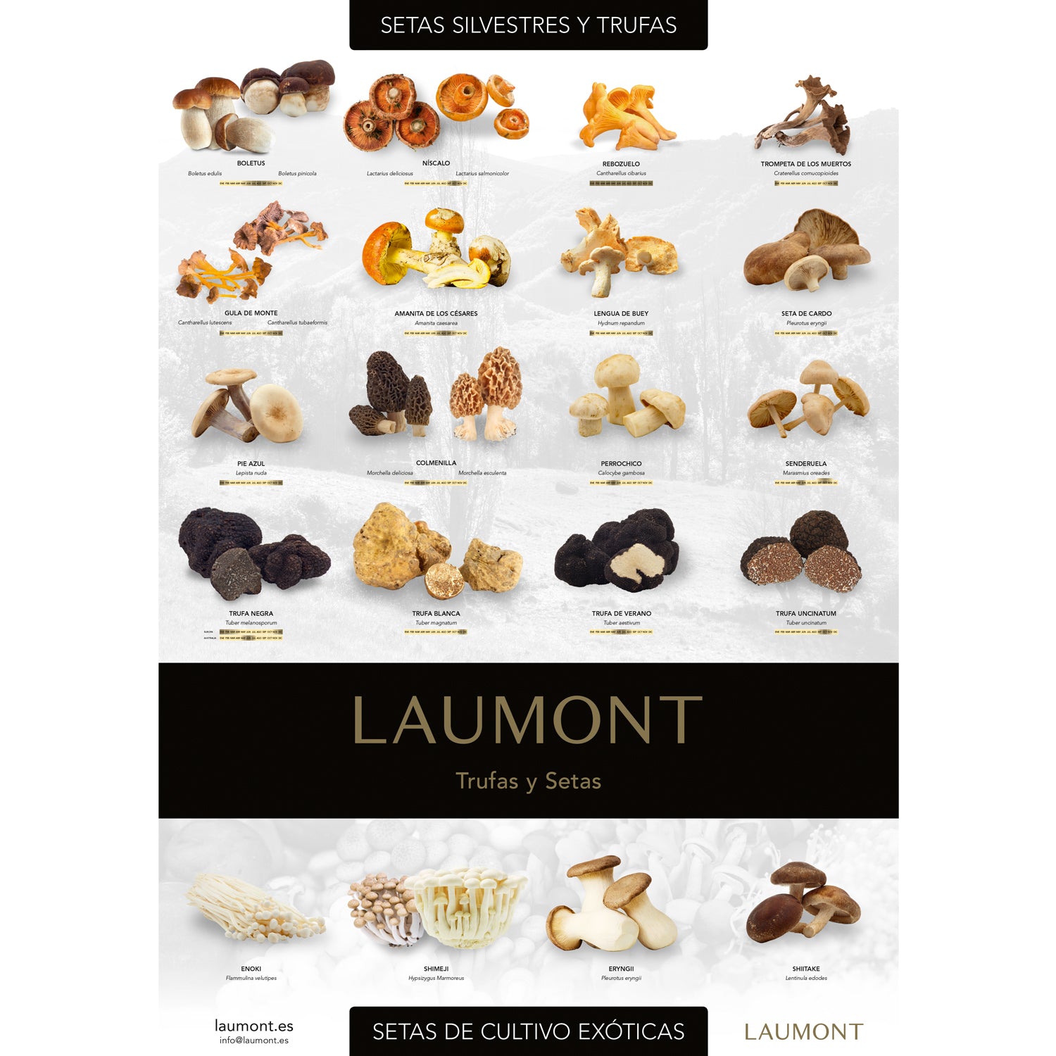 Poster de Setas y Trufas