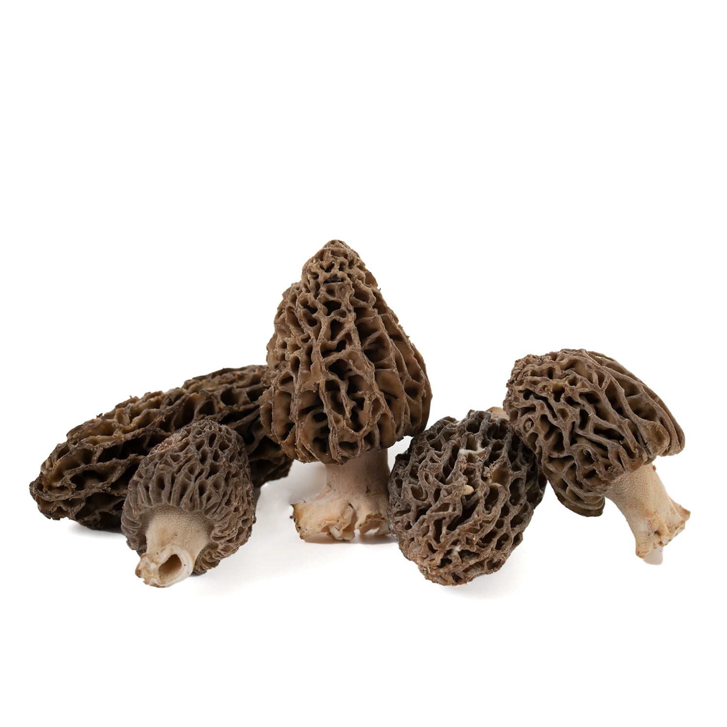 Múrgola silvestre (Morchella Deliciosa)