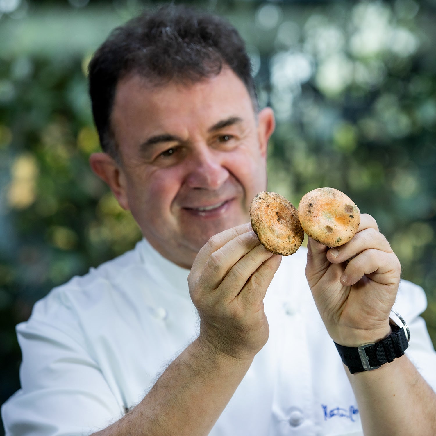 Rovellons silvestres