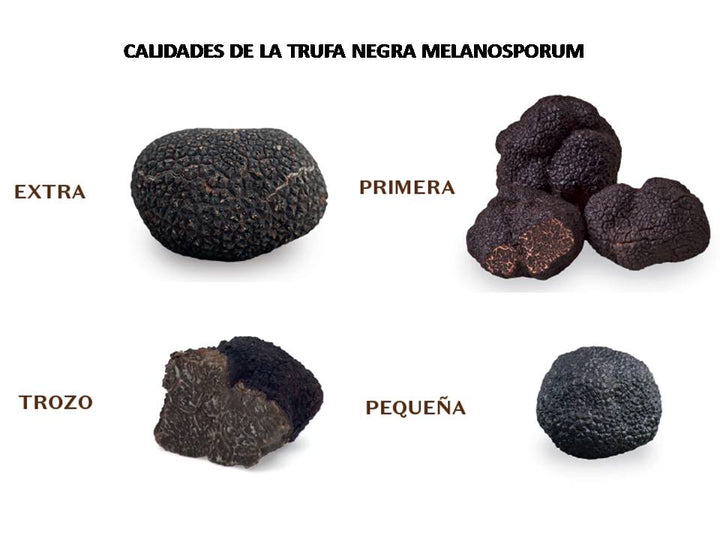 Calidad trufa negra melanosporum y precios trufa negra por calidad