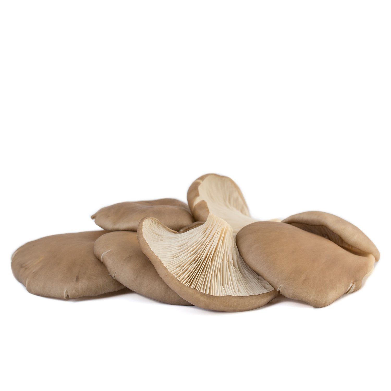 Gírgola/Seta cultivada extra