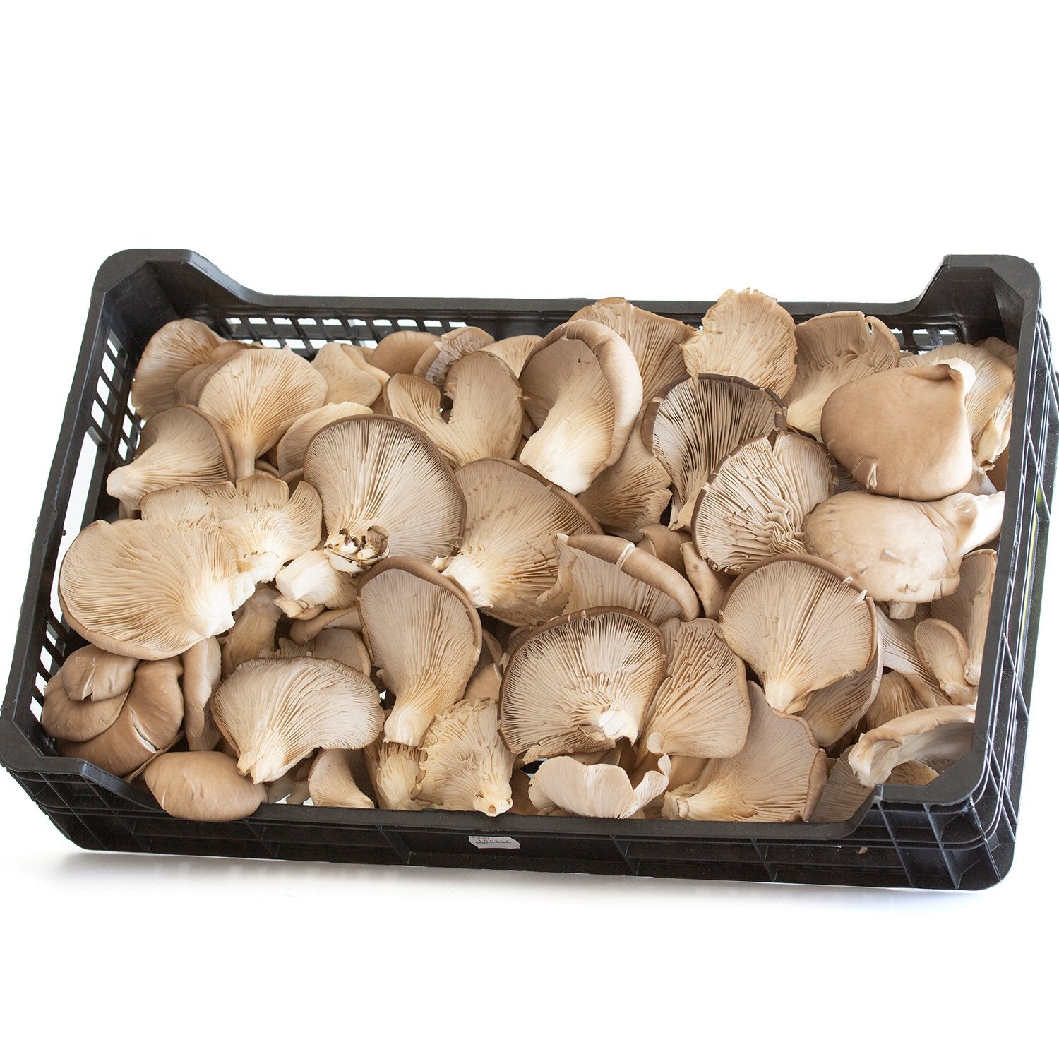 Caja gírgola Seta cultivada extra