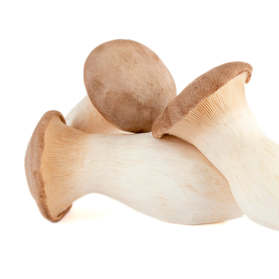 Seta de cardo - Pleurotus Eryngii Cultivo