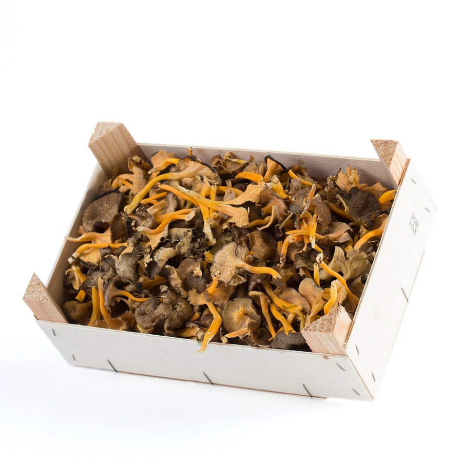 Caja Gula de monte silvestre (Lutecens)
