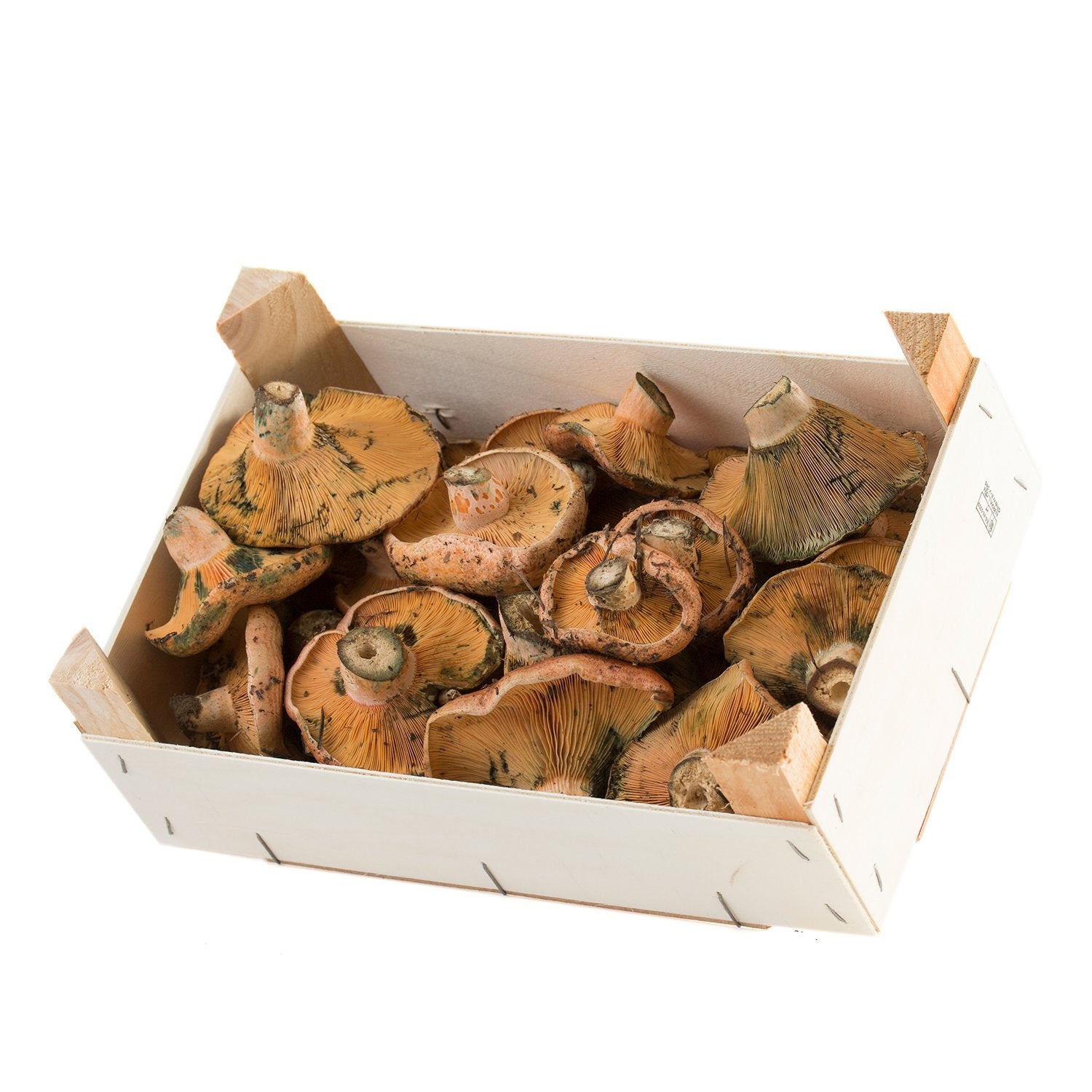caja Níscalo/Robellon/Rovelló silvestre