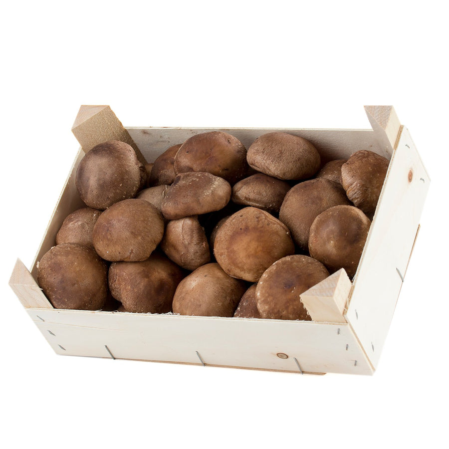 Shitake fresco cultivo nacional