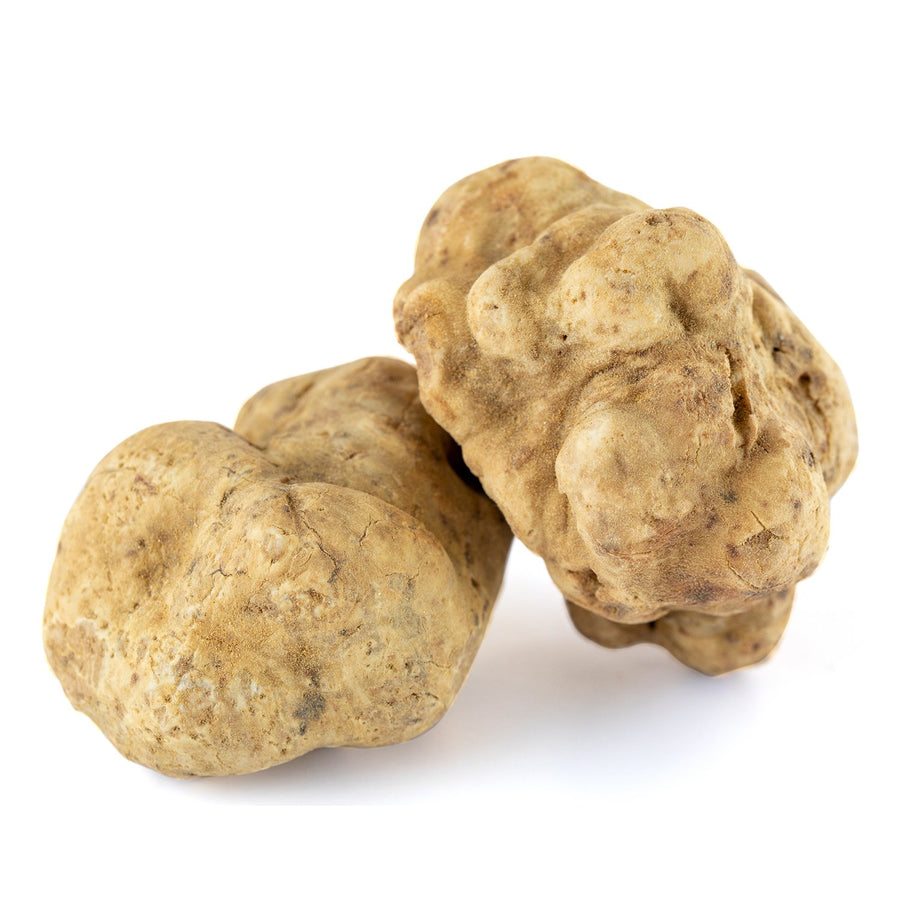 Trufa Blanca - Tuber Magnatum