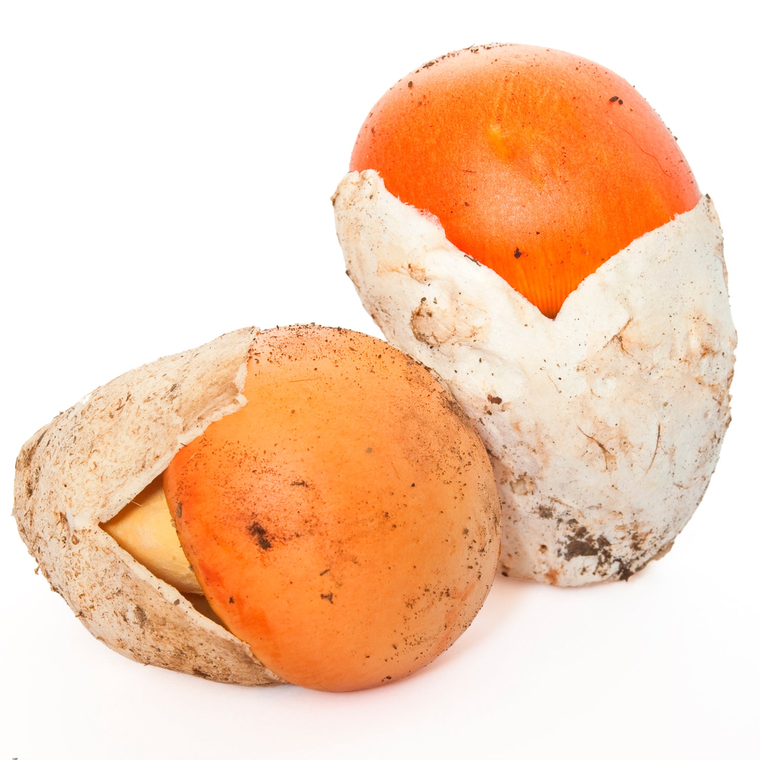 Ou de Reig - Amanita Caesarea