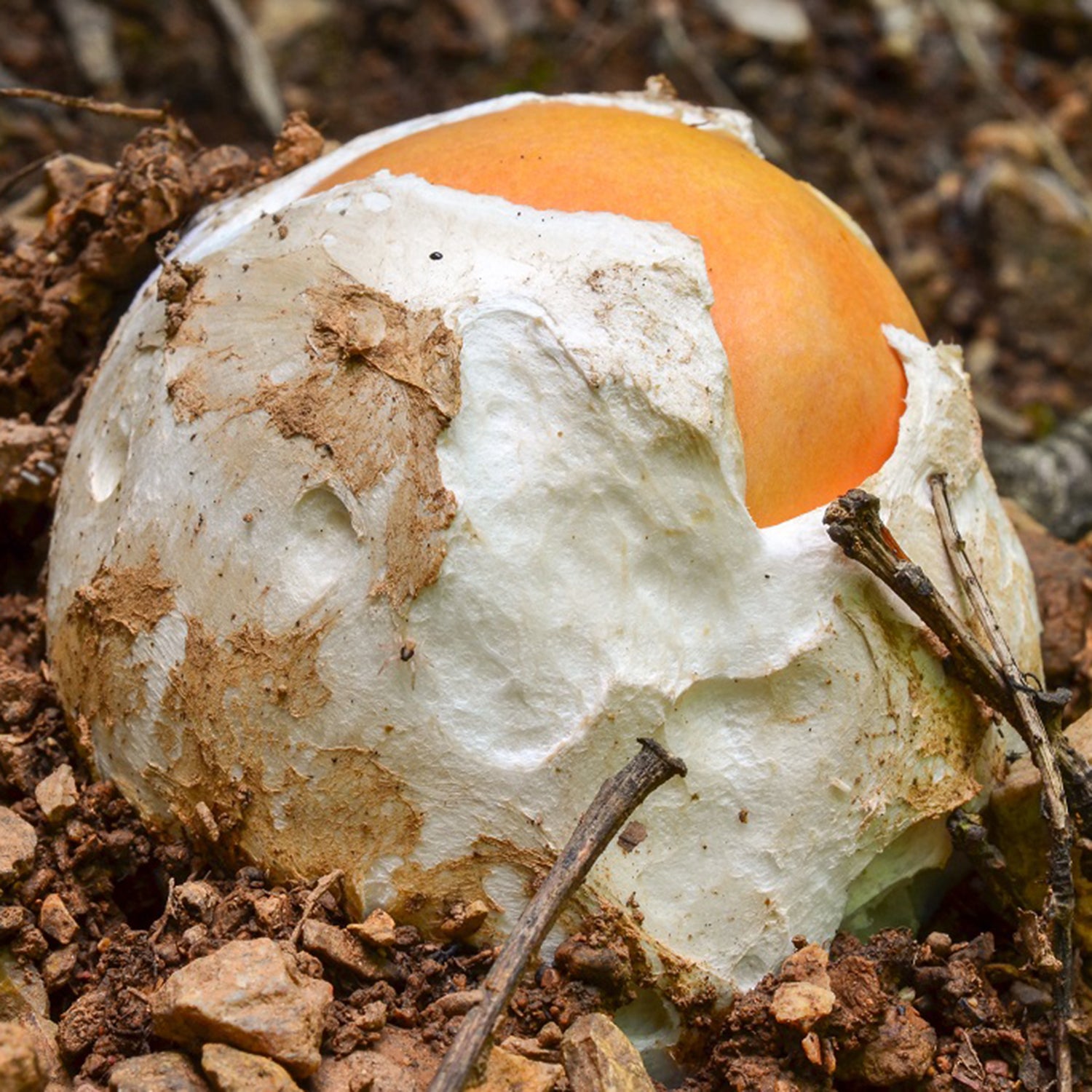 Ou de Reig - Amanita Caesarea