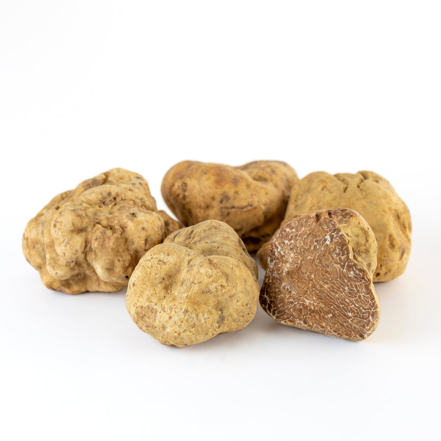 Trufa Blanca - Tuber Magnatum
