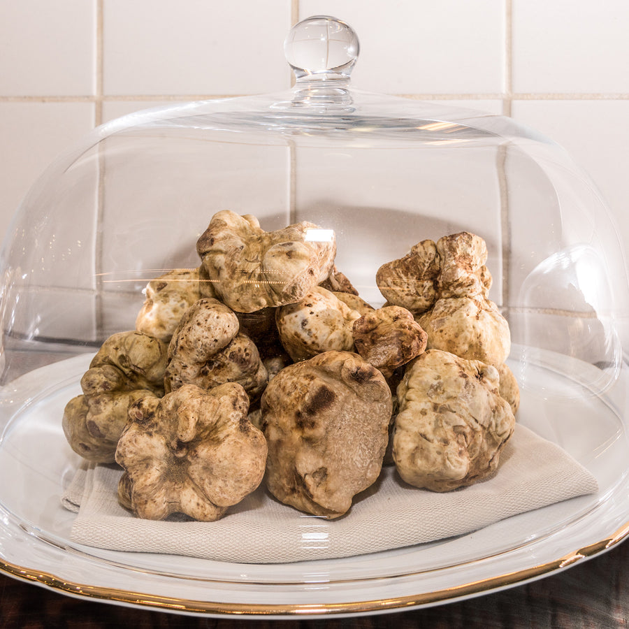 Trufa Blanca - Tuber Magnatum