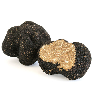 Tòfona de tardor (Tuber Uncinatum)