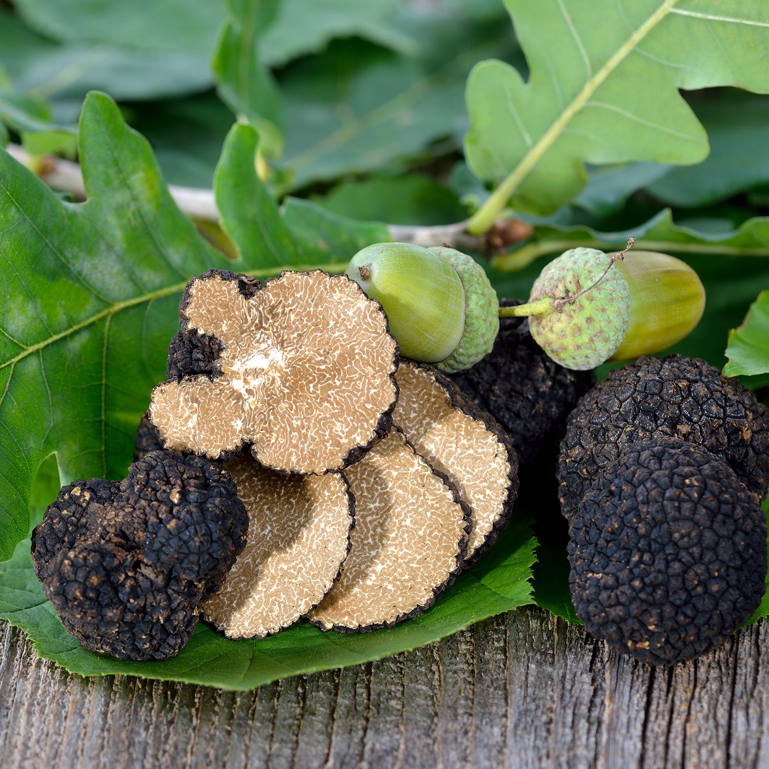 Trufa de Otoño - Tuber Uncinatum