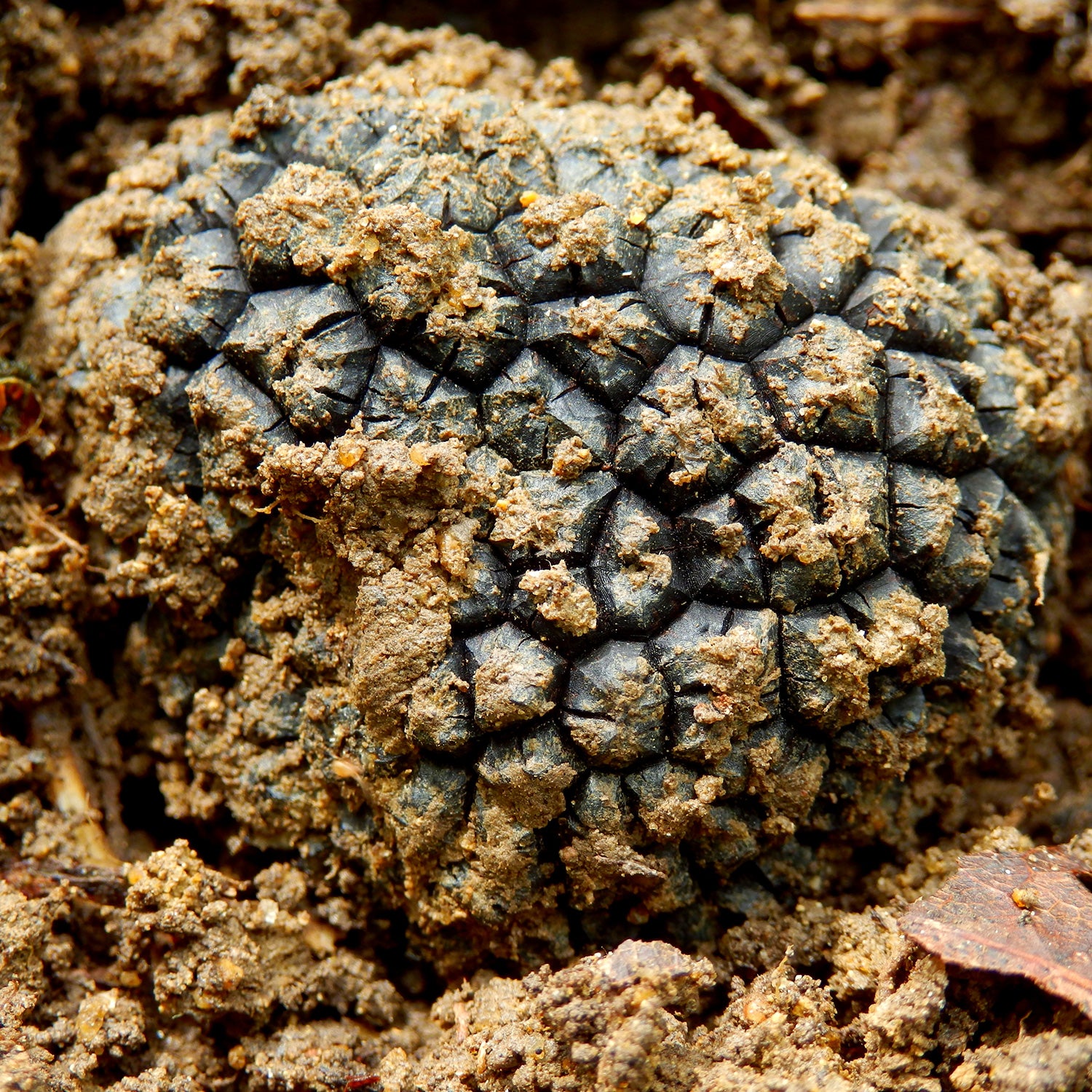 Trufa de Otoño - Tuber Uncinatum