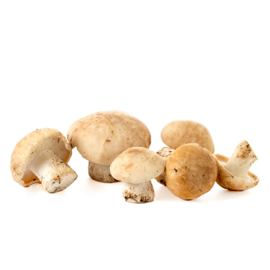 Moixernó (Calocybe Gambosa)
