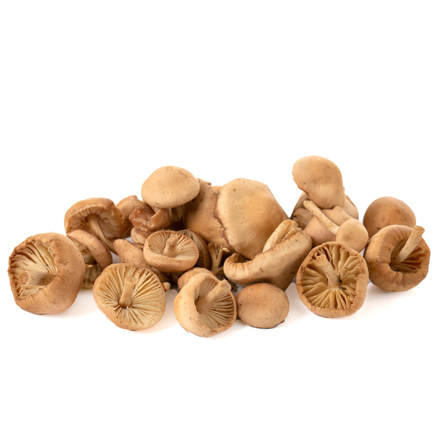 Senderilla silvestre (Marasmius oreades)