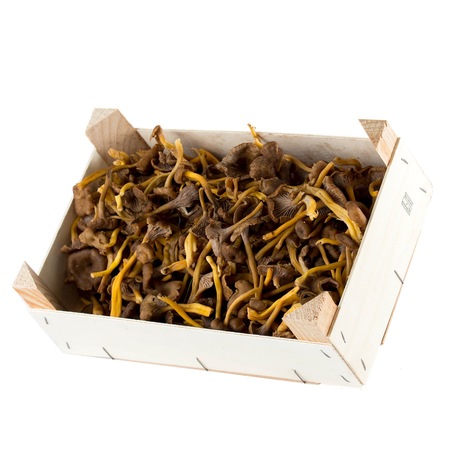 Caja Gula de monte silvestre (Tubaeformis)