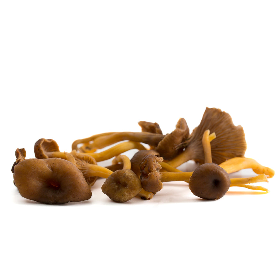 Gula de monte silvestre (Tubaeformis)